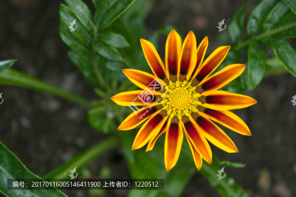 松果菊
