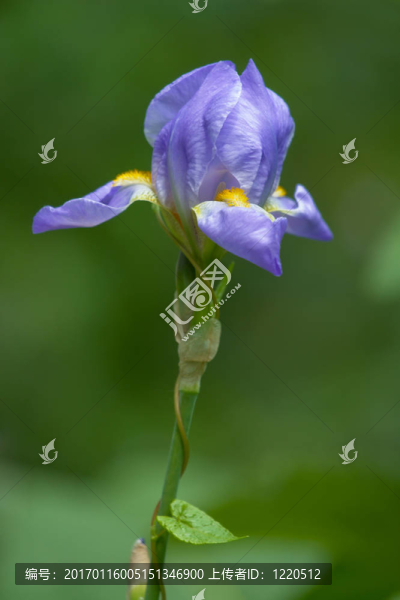 鳶尾花