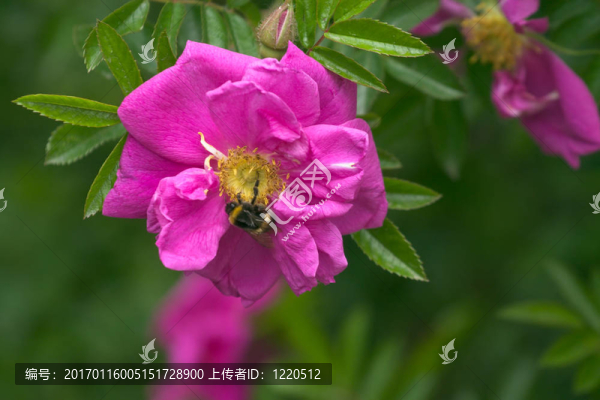 與大黃蜂的狗薔薇
