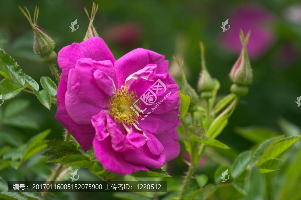 狗薔薇
