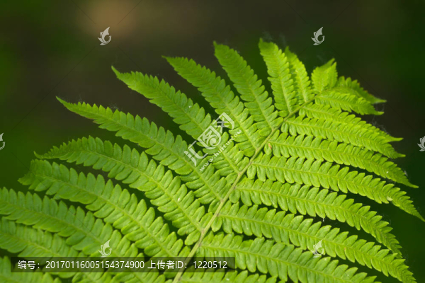 Fern,Close