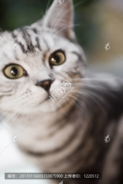 貓