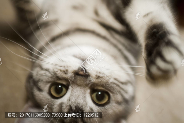 美麗的貓-匯圖網(wǎng) www.fosd68.com 美麗的貓