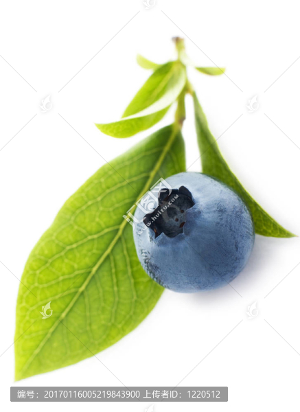 藍莓