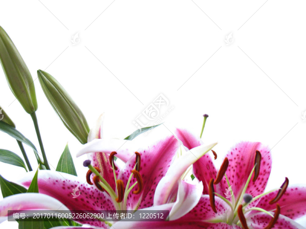 百合花的背景