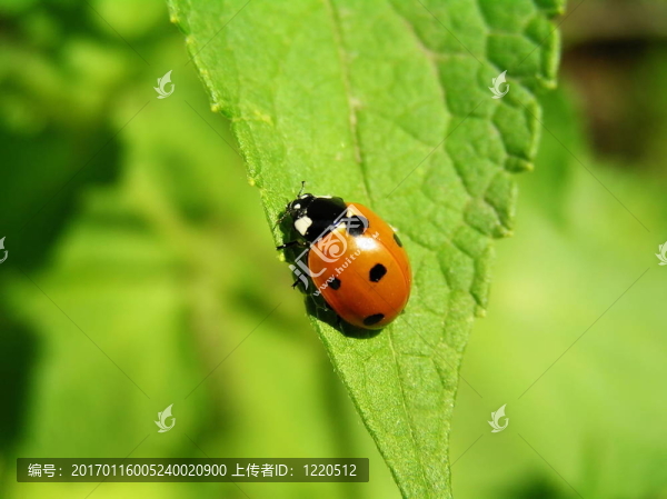 Ladybird（七星septempunktata）對(duì)lofant表。
