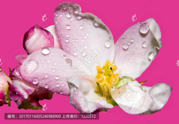 蘋果花