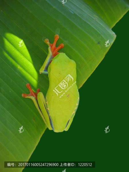 掛