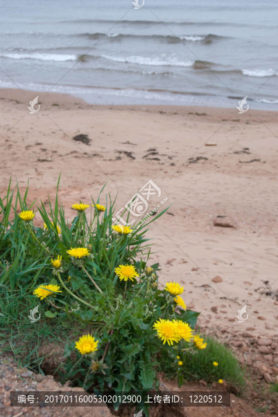 海灘上的雛菊