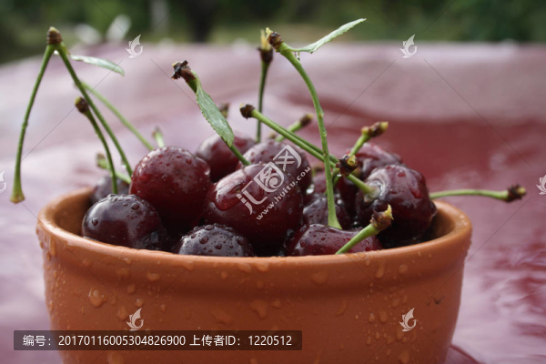 櫻桃；滴