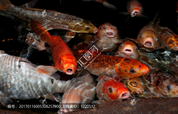 錦鯉魚的嘴唇