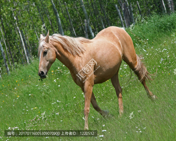 奶油色馬在田野里