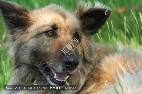 年輕的柯利牧羊犬的狗