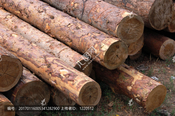 木材-匯圖網(wǎng) www.fosd68.com 木材