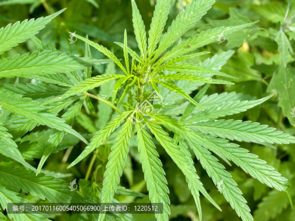 大麻-匯圖網(wǎng) www.fosd68.com 大麻