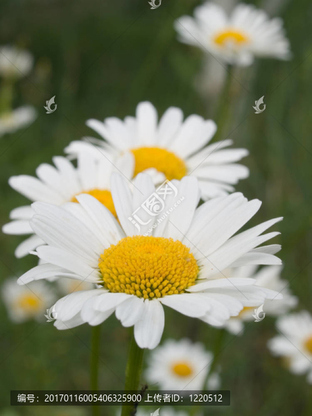 camomiles