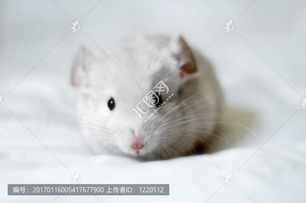 小灰鼠