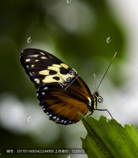 在綠色的葉宏黃金螺旋的蝴蝶-匯圖網(wǎng) www.fosd68.com 在綠色的葉宏黃金螺旋的蝴蝶