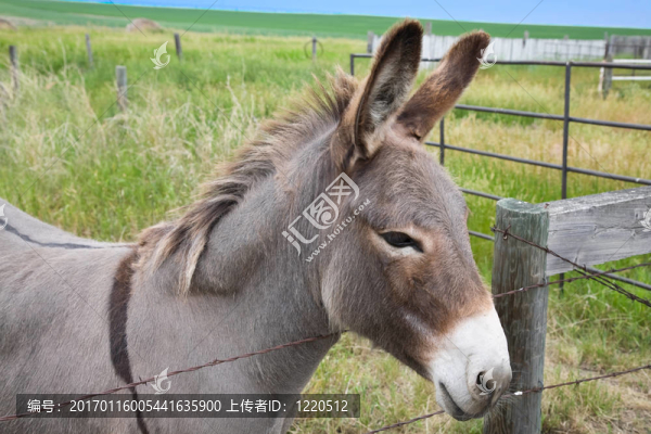 多莉