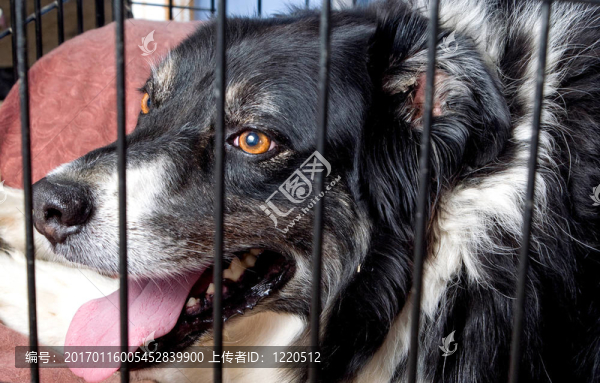 關(guān)在籠子里的邊境牧羊犬