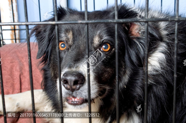 關在籠子里的邊境牧羊犬