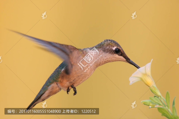 紅寶石喉蜂鳥