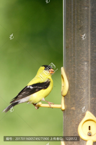 美洲金翅雀。