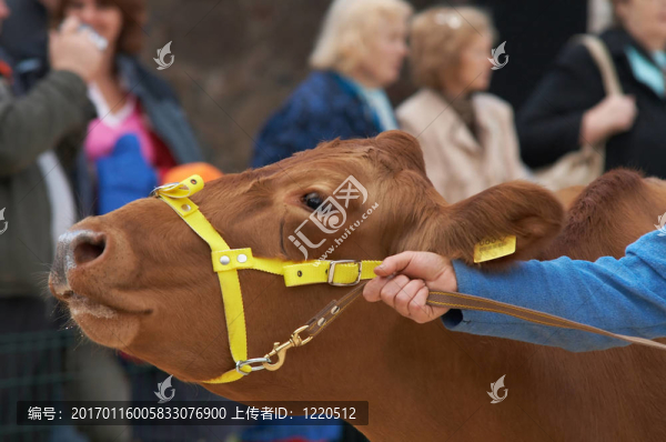 牛的肖像