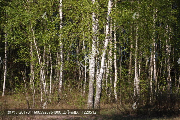 森林