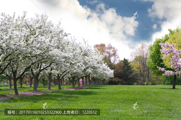 蘋果樹里