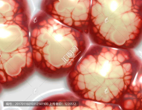 人類的大腦總