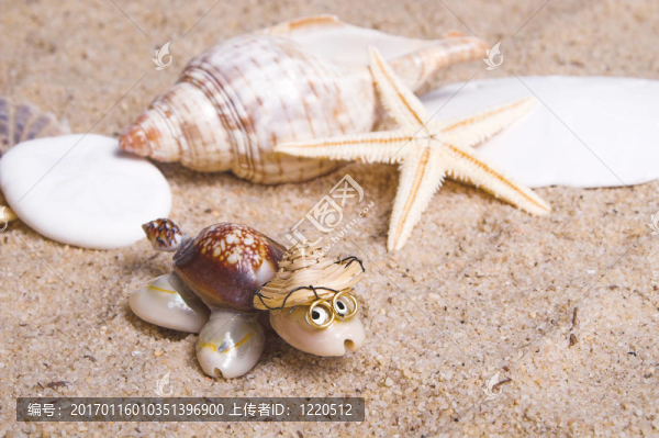 海龜-匯圖網(wǎng) www.fosd68.com 海龜