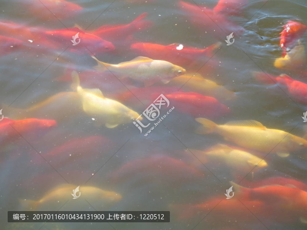 魚(yú)