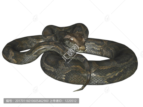 蟒蛇-匯圖網(wǎng) www.fosd68.com 蟒蛇