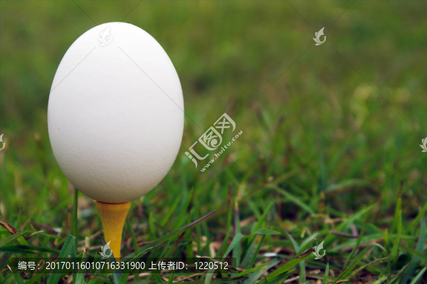 高爾夫球發(fā)球臺上的蛋