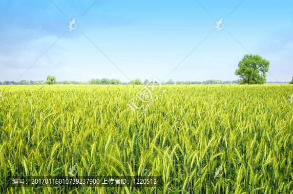 守望者