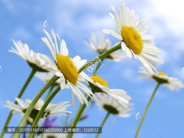 野雛菊