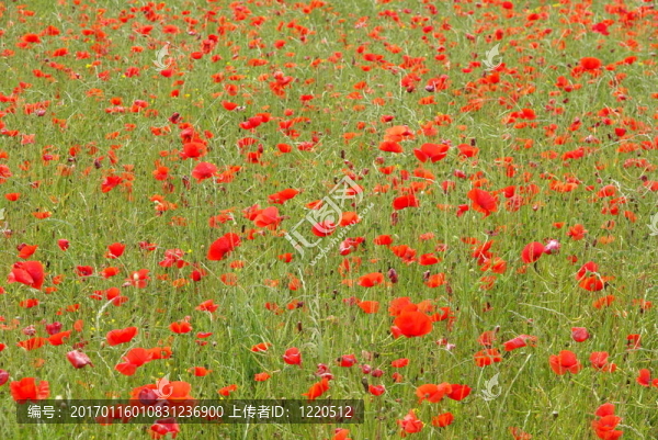 罌粟花的田野