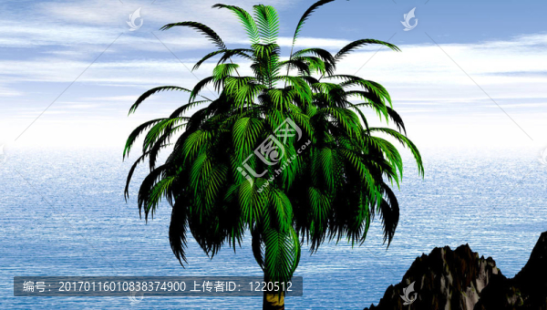 孤獨的椰子樹