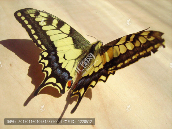 蝴蝶-匯圖網(wǎng) www.fosd68.com 蝴蝶