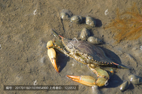 藍蟹