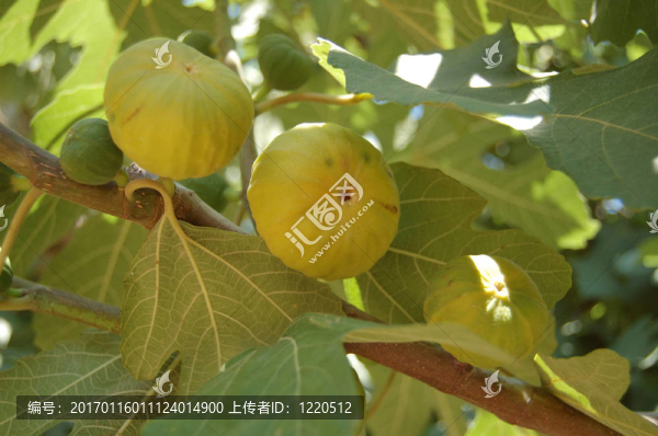 圖