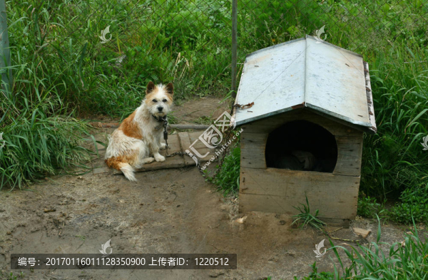 狗