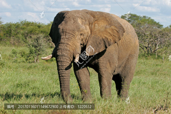 非洲大象