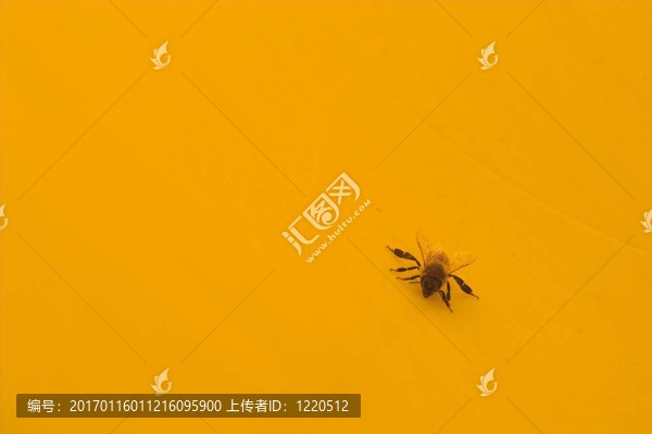 黃色的夾克