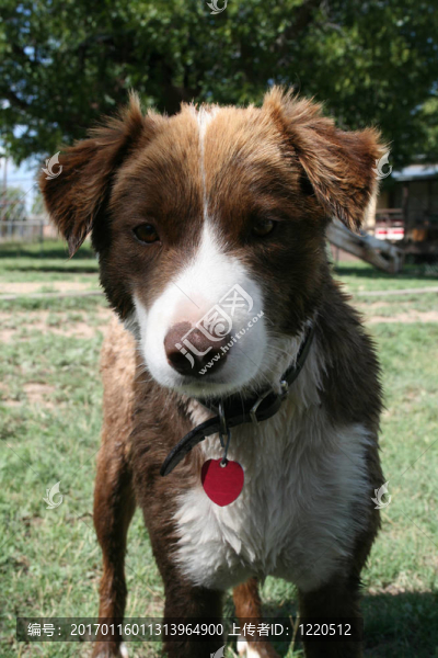 牧羊犬