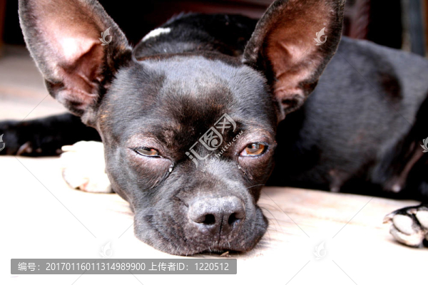 斗牛犬-匯圖網(wǎng) www.fosd68.com 斗牛犬