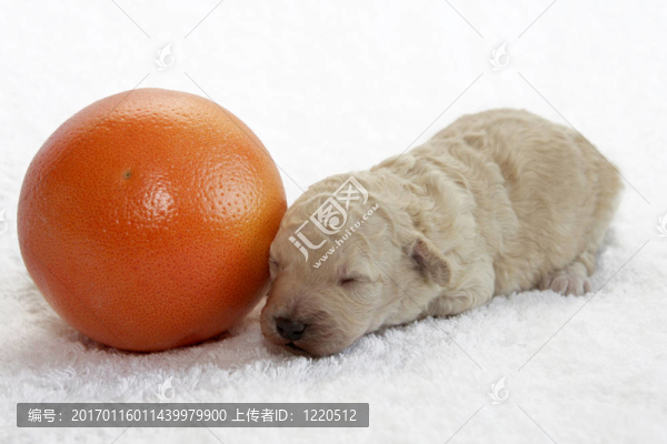 水果的小狗-匯圖網(wǎng) www.fosd68.com 水果的小狗