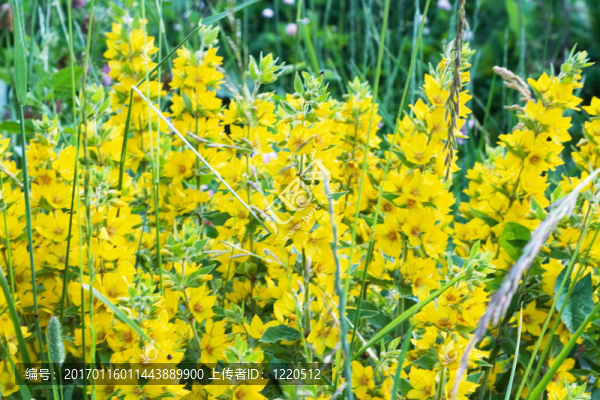 黃色的花-匯圖網(wǎng) www.fosd68.com 黃色的花