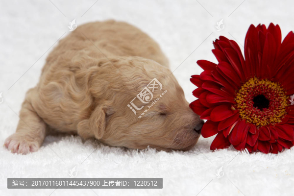 紅色的小狗-匯圖網(wǎng) www.fosd68.com 紅色的小狗